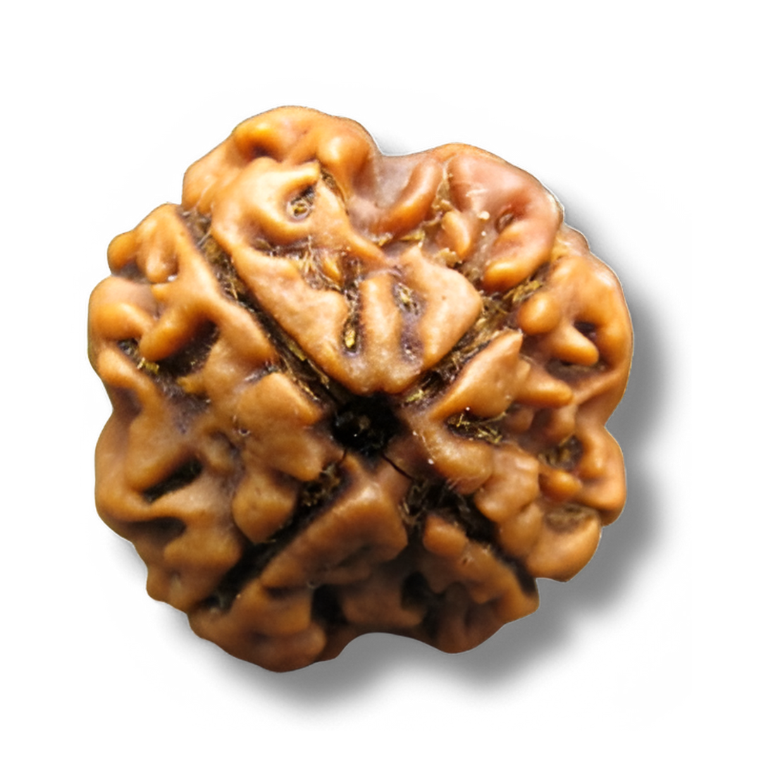 4 faced rudraksha, Chaturmukhi Rudraksha, char mukhi rudraksha, 4 mukhi rudraksha, Four Faces Rudraksha